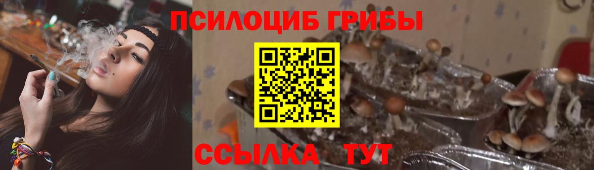 Галлюциногенные грибы Cubensis  купить наркотики цена  Арсеньев  Вход с VPN 